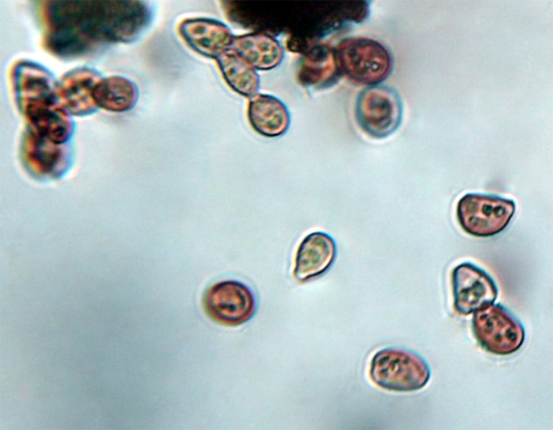 Scapania apiculata